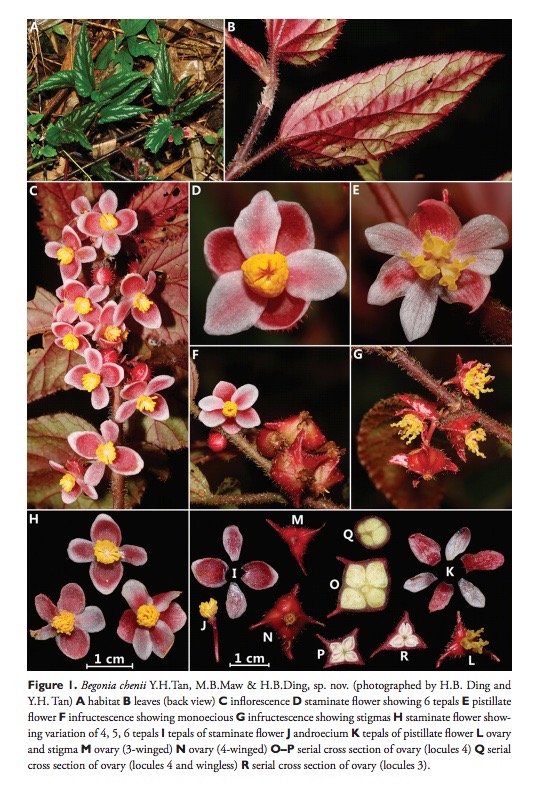 B. chenii